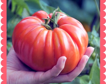 PINK PANDEROSA TOMATO Seeds - Low Acid Tomatoes Giant Pink Fruit Weighing Upto 2 Lbs / Open Pollenated Non Gmo Seeds - Low Acid Tomato Seeds