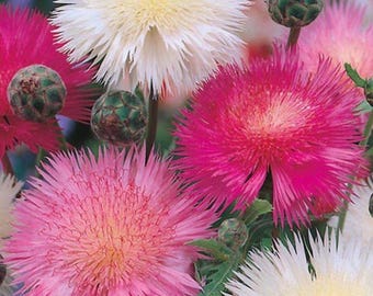 50+ SWEET SULTAN CENTAUREA Mix Seeds - Amberboa moschata / Centaurea moschata / Cornflower / Bachelor Button / Pollinator Friendly /