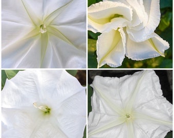 MOONFLOWER SEEDS - Giant Moonflower Vines / Ipomoea Alba Moonflower / Night Blooming / Moon Garden or Patio Garden / Ipomoea MoonFlower Seed