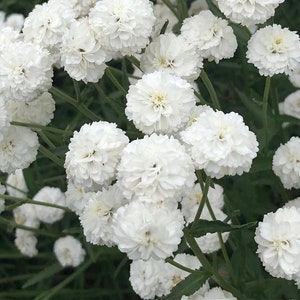 Pode incluir: Um grupo de flores brancas com pétalas felpudas, florescendo em um jardim.