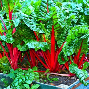 Op de afbeelding: Close-up van levendige rode snijbietplanten met grote, gekreukelde groene bladeren. De stelen zijn felrood, contrasterend met het weelderige groene gebladerte. De planten groeien in een houten plantenbak en tonen verse, biologische producten.