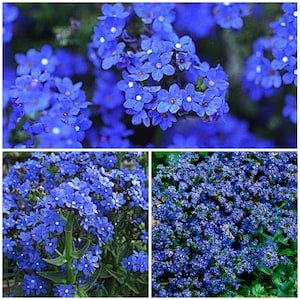 BLAUE ENGEL ANCHUSA Blumensamen - Sommer Vergissmeinnicht / Sibirischer Bugloss / Blumengarten - Helle, leuchtende blaue Blumen - Capensis Samen