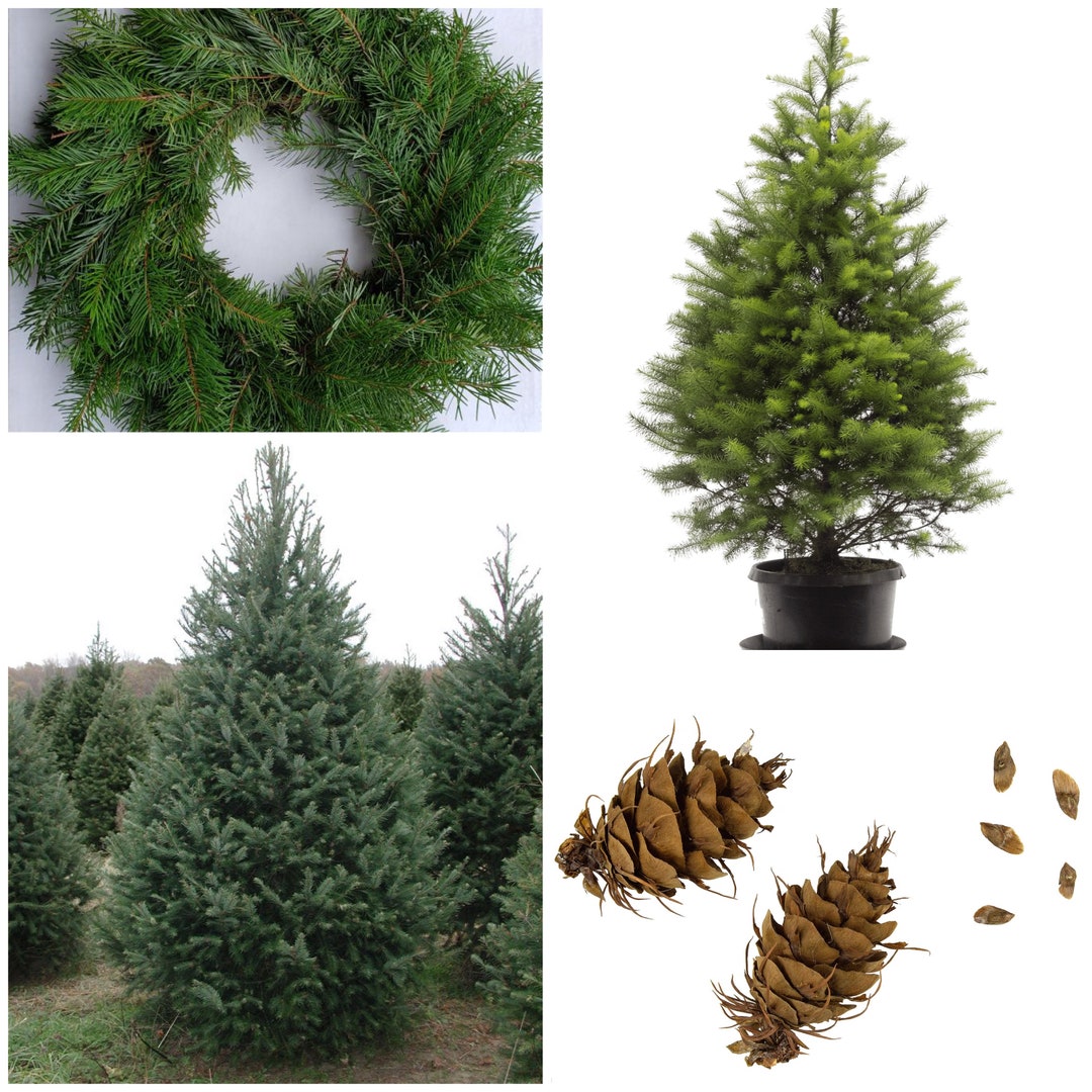 Douglas Fir Pine Tree Seeds Grow Your Own Christmas Tree / Fresh