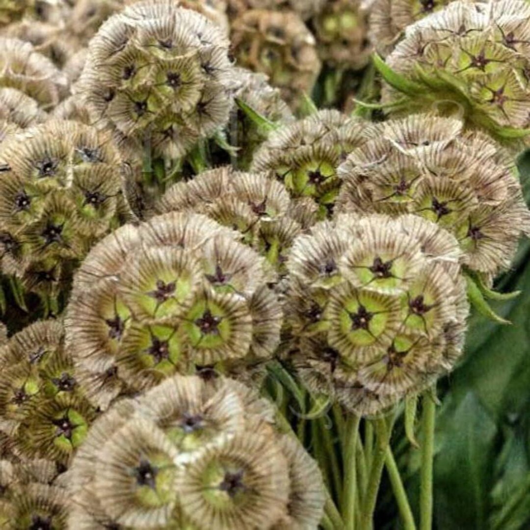 25+ PAPER MOON SCABIOSA Seeds - Scabiosa Stellata / Pincushion Flower ...