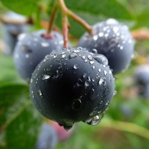 Heirloom Garden Huckleberry Seeds - Huckleberries a.k.a Solanum Melanocerasum are Delicious Edible Berries You Can Eat Off the Berry Bush