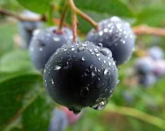 Semillas de arándanos de jardín tradicional: los arándanos, también conocidos como Solanum melanocerasum, son deliciosas bayas comestibles que se pueden comer directamente del arbusto.