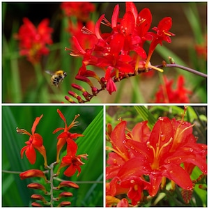 Puede incluir: Un collage de cuatro imágenes con flores rojas vibrantes. La imagen superior izquierda muestra una abeja volando cerca de las flores. La imagen superior derecha muestra un primer plano de las flores. La imagen inferior izquierda muestra un grupo de flores rojas con hojas verdes. La imagen inferior derecha muestra un primer plano de una sola flor roja con gotas de agua.
