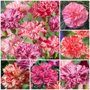Carnation Seeds - HEIRLOOM PICOTÉE Dianthus / Classic Picotee Fragrant Cut Flower a French Heirloom Carnation Create Traditional Bouquets