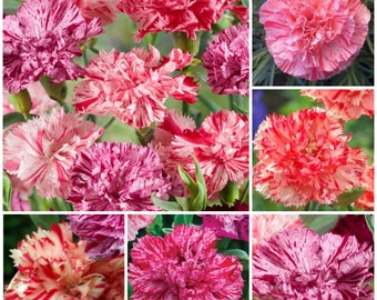 Carnation Seeds - HEIRLOOM PICOTÉE Dianthus / Classic Picotee Fragrant Cut Flower a French Heirloom Carnation Create Traditional Bouquets