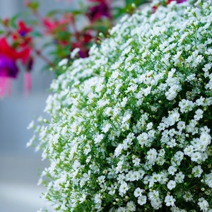Puede incluir: Primer plano de un grupo de pequeñas flores blancas con tallos y hojas verdes. Las flores están densamente agrupadas, creando una apariencia esponjosa y nublada.