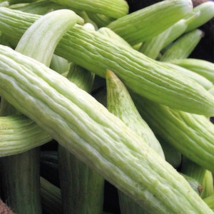 Könnte beinhalten: Nahaufnahme eines Korbes voller langer, blassgrüner Gurken. Die Gurken haben eine glatte, leicht unebene Textur und sind in einem zufälligen Muster angeordnet.