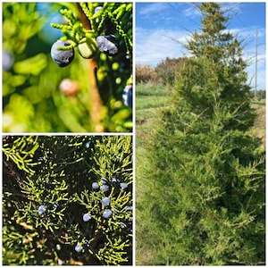 Sementes de zimbro de cedro vermelho oriental - Juniperus Vierginiana / Junípero Cedro Vermelho Oriental /
