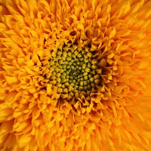 Riesen-Sonnenblumenkerne - Helianthus annulus - Design Fresh Flower Bouquet Arrangement