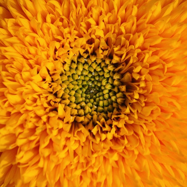 Semi di girasole giganti Sungold - Helianthus annuluss - Disposizione bouquet di fiori freschi di design