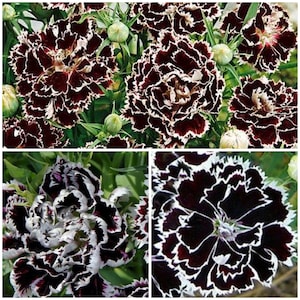 10+ Schwarzweiße Nelkensamen - Minnesänger Dianthus / Chianti Dianthus Chinensis Heddewigii / China Pink Nelkensamen - KOSTENLOSER VERSAND