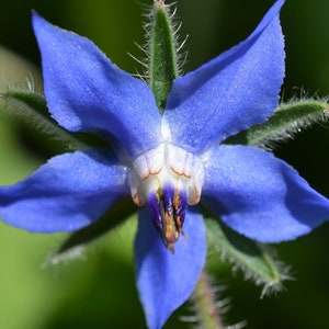 Bernagiekruidzaden - Vintage Herb Star Flower - Sierbloeiende plant - 30+ zaden