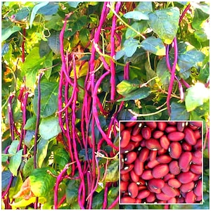 12+ RED ASPARAGUS BEAN Seeds - Chinese Red Noodle / Chinese Long Bean / Yardlong Bean / Long Podded Cowpea / Snake Bean / Bodi / Bora