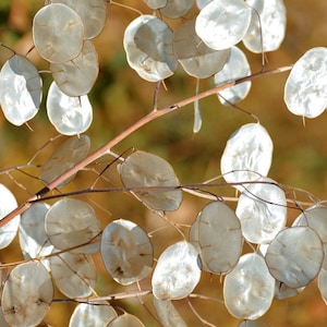 SILVER DOLLAR Seeds - Lunaria Rediviva / HONESTY / Cut Dried for Flower Arrangements as an Accent or Filler in Bouquet - Silver Leaf Seeds