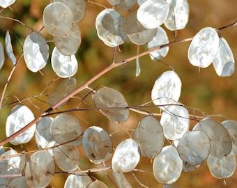 SILVER DOLLAR Samen - Lunaria Rediviva / HONESTY / Getrocknet für Blumenarrangements als Akzent oder Füllstoff im Blumenstrauß - Silberblattsamen