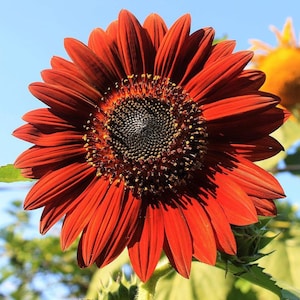Red VELVET QUEEN SUNFLOWER Helianthus Annuus Flower Seeds - At least 12+ Sunflower Seeds