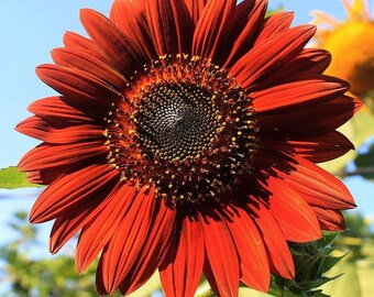 Red VELVET QUEEN SUNFLOWER Helianthus Annuus Flower Seeds - minimaal 12 zonnebloemzaden