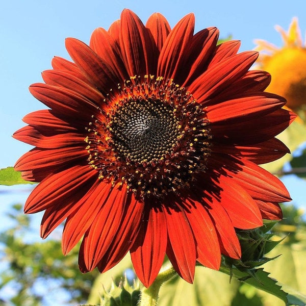 Red VELVET QUEEN SUNFLOWER Helianthus Annuus Flower Seeds