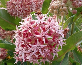 Graines d'asclépiade voyante - Graines de fleurs roses / Asclepias speciosa / Jardin de papillons vivaces / Graines de conservation du monarque