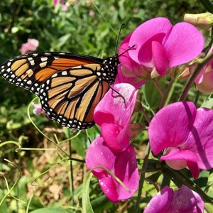 Può includere: Una farfalla monarca con ali arancioni e nere è posata su un fiore di pisello odoroso rosa. Il fiore ha un centro bianco ed è circondato da foglie verdi.
