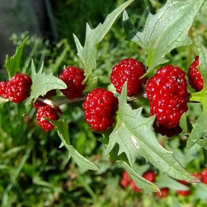 May include: A close-up shot of a branch bearing several vibrant red berries. The berries are tightly packed and have a textured appearance. The leaves are green with serrated edges, set against a blurred green backdrop.