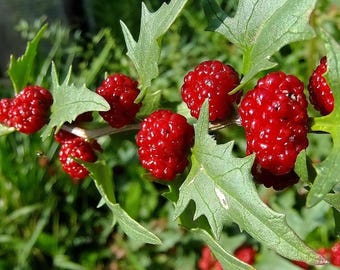 50+ STRAWBERRY SPINACH Seeds - Chenopodium capitatum / Fruit / Culinary / Salads / Fresh Garden Vegetables / Goosefoot / Strawberry Sticks
