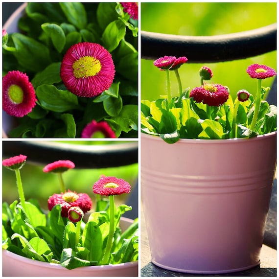 English Daisy Bells Seeds - Giant Double Daisy Bells / Daisy