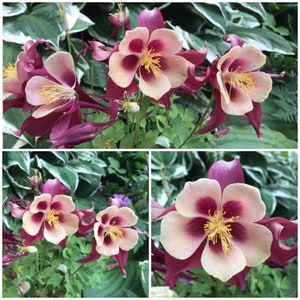 カナダオダマキ 森林野生花種子 - Aquilegia Canadensis / 天然カナダ森林原産野生花 カナダオダマキ 30 粒