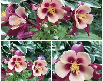 CANADIAN COLUMBINE Woodland Wild Flower Seeds - Aquilegia Canadensis / Natural Canada Woodland Native WILDFLOWER Canadas Columbine 30 Seeds