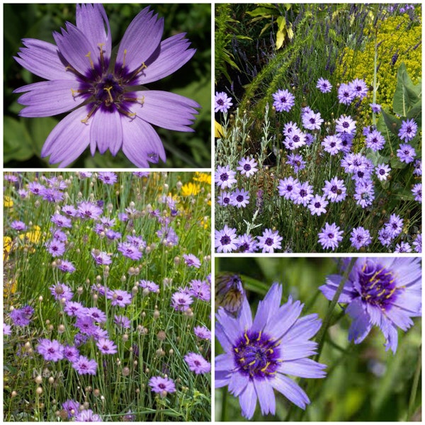 Cupids Dart Blue Seeds - Catananche Caerulea / Flor Perenne Púrpura ideal para arreglos florales cortados o secos DIY Crafts - Semillas NO GMO