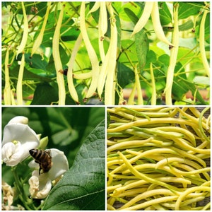May include: A collage of images featuring yellow string beans. The first image shows the beans growing on a vine. The second image shows a close-up of a white flower with a bee on it. The third image shows a pile of yellow string beans.