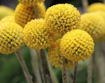 RARE GOLF BALL Craspedia Globosa Flower Seeds - Billy Button l Drumstick Flower l Woollyheads l Sun Ball l Dried Flower or Fresh Cut Flower