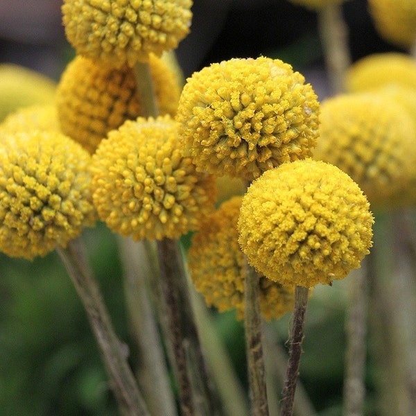 RARE GOLF BALL Craspedia Globosa Flower Seeds - Billy Button l Fleur de pilon l Woollyheads l Sun Ball l Fleur séchée ou fleur fraîchement coupée