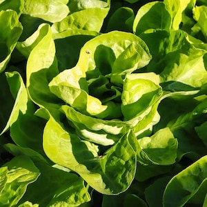 Könnte beinhalten: Nahaufnahme von frischen, leuchtend grünen Salatblättern. Die Blätter sind dicht gepackt, mit einer leicht zerknitterten Textur und verschiedenen Grüntönen, von hell bis dunkel. Das Bild ist gut beleuchtet und hebt die natürlichen Details des Salats hervor.