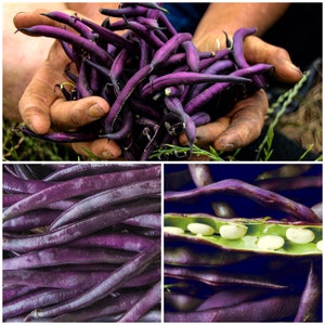 Op de afbeelding: Een bos paarse sperziebonen, sommige zijn heel en andere gebroken, vastgehouden in de handen van een persoon. Een andere afbeelding toont een close-up van de bonen, en een derde afbeelding toont een peul met witte bonen erin.
