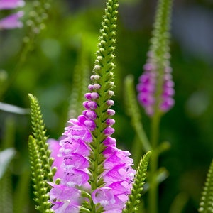 OBEDIENT PLANT Seeds - Physostegia Virginiana / Pink Obedient Plant / False Dragonhead Flower Seeds / Native Perennial Plant - Non GMO Seeds
