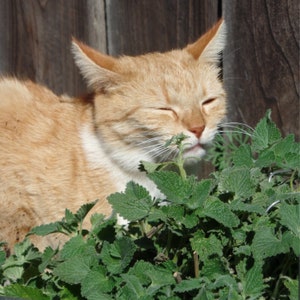 キャットニップハーブシード - 種子保存用の多年生伝統植物シード / 子猫猫承認の天然おやつ / 非遺伝子組み換え・非ハイブリッド - 100粒