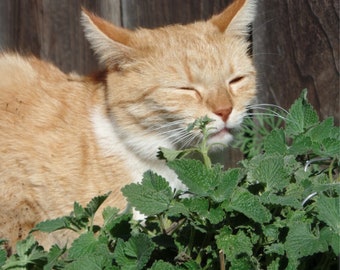 CATNIP HERB SEEDS - Perennial Heirloom Plant Seeds for Seed Saving /  Kitten Cat Approved Natural Treat / Non Gmo Non Hybrid  - 100 Seeds