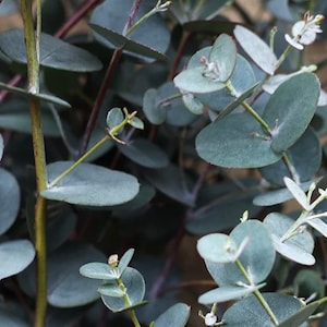 Eucalyptus Silver Drop Seeds - Cider Gum Tree l Eucalyptus gunnii Azura Cagire Seeds