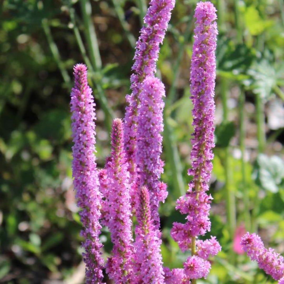 30+ STATICE PINK POKERS Seeds - Limonium Suworowii / Dried Flowers ...