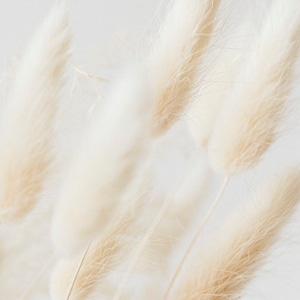 Bunny Tails Siergras I hazenstaartgraszaden o konijnenstaartgras - kweek je eigen gedroogde bloemstukken