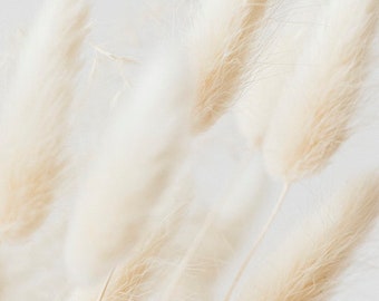 ウサギのしっぽの観賞用草 I ウサギのしっぽの草の種 o ウサギのしっぽの草 - 自分で育てるドライフラワーアレンジメント