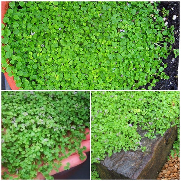 Miniature Mint Ornamental MultiPallet Seeds - CORSICAN MINT / Mentha Requienii Fragrant MINI Mint / Fairy Garden / 8-10 Seeds Per Pallet