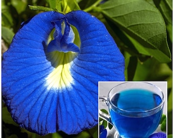 Guisante mariposa exótico - Guisante de té azul / Alas de paloma asiáticas / Guisantes de ala de paloma azules / Té de flor de guisante mariposa / Clitoria ternatea - 15 semillas