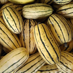 Honey Boat DELICATA Squash Seeds - Cucurbita pepo / Bohemian Style / Peanut Squash or Sweet Potato Squash - Fresh NON GMO Squash Seeds