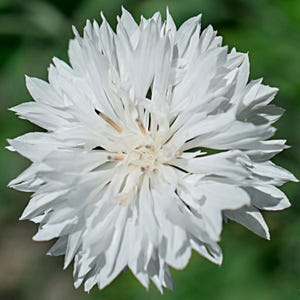 50+ Pure White BACHELOR BUTTON Flower Seeds - CONEFLOWER / Wildflower / Makes Great Cut Flowers or Dried Flowers used in Flower Projects